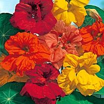 семена настурции Юбилейная 15