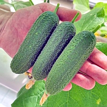 Семена огурца Вигора F1