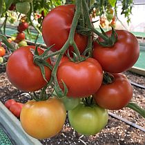 Семена томата Кнарик F1