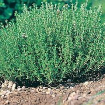 семена тимьяна Богородский Семко 