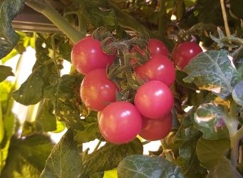 Томат Маленькая Звезда F1 на фитопирамиде