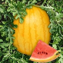 Семена арбуза Барселона F1