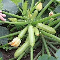 семена цукини Хобби F1