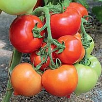 Семена томата Семко 30 F1
