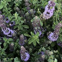 семена мяты болотной Пулегиум