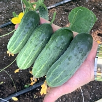 Семена огурца Алексеич F1