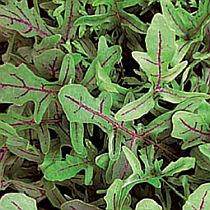 семена руколы Язык Дракона