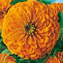 семена циннии Оранж