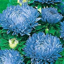 семена астры пионовидной Мечта