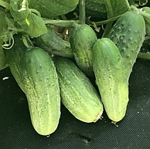 Семена огурца Далила F1