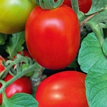 Семена томата Консервный