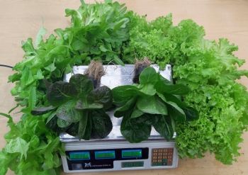 Выращивание салатов на Фитопирамиде в светонепрозрачном модуле