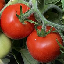 Семена томата Сайт F1