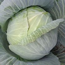 Семена капусты белокочанной Доминанта F1