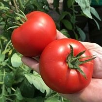 Семена томата Сиксти F1