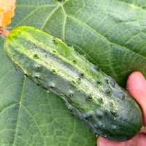 Семена огурца Удалец F1