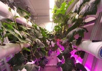 Сити-фермерство на фитопирамиде