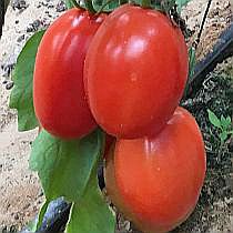 Семена томата Паленка F1