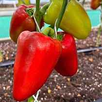 семена перца сладкого квинта f1