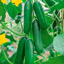 Семена огурца САЛАТНЫЙ Удалец F1