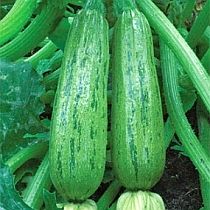 семена цукини Зебра