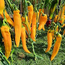 Семена перца сладкого Забор Желтый F1
