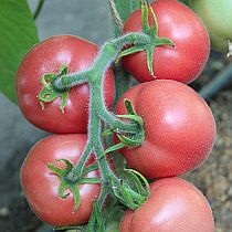 Семена томата Пинк Флаф F1