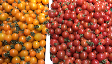 Испытания томатов Семко в продленном обороте промышленных теплиц