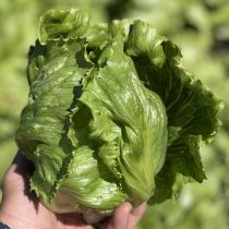 семена кочанного салата Трапер