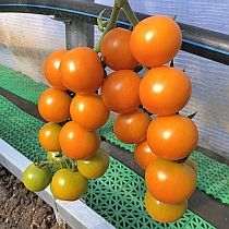 Семена томата Черри Кира F1