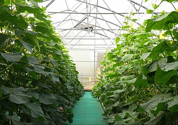 Серия статей по формированию огурца, перца, томата и прочих культур