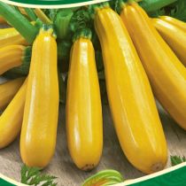 семена цукини Ясмин F1
