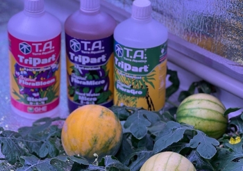 FitoLED на обед