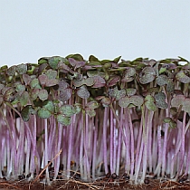 Семена микрозелени горчицы Фрингед Ред