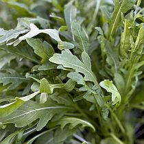 семена руколы Таганская Семко