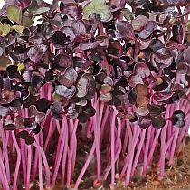 Семена микрозелени редиса Санго