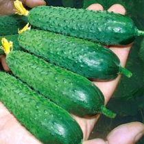 Семена огурца Гуннар F1