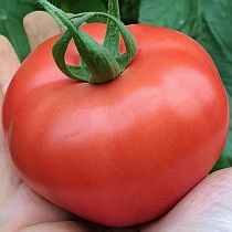 Семена томата Малика F1