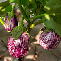 Семена баклажана Матросик