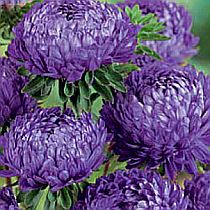 семена астры пионовидной Дельтаплан