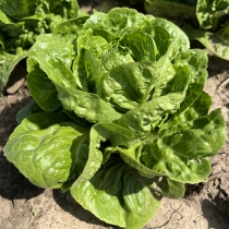 семена кочанного салата Ксанаду