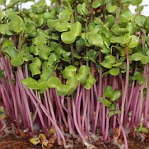 Семена микрозелени редиса Чайна Роуз