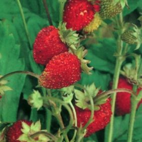 семена земляники Барон Солемахер