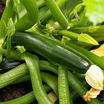 семена цукини Нефрит