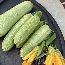 семена цукини Кавили F1