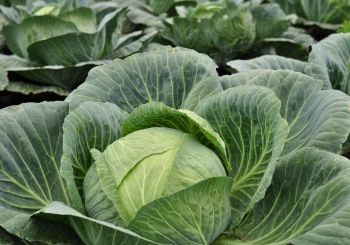 Выращивание капусты. Советы от Генерального директора Селекционной Станции им. Н.Н. Тимофеева