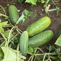 Семена огурца Сантана F1