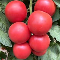 Семена томата Розовый Драйв F1