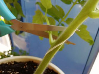 Сколько листьев необходимо томату «для полного счастья»?