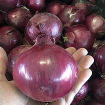Семена репчатого лука Ред Семко F1